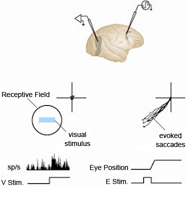 Figure 1: Electrical stimulation of the FEF...